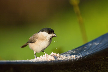 Small Coal Tit bird with a distinctive grey back, black cap eating bird food.