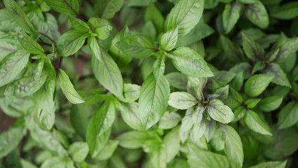 Green basil plants texture. Blooming garden. Species growing at home. 