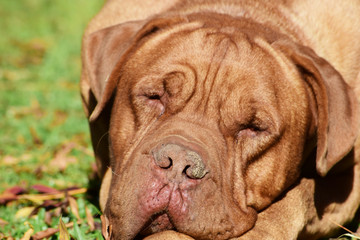 perro dogo de burdeo guardian mascota