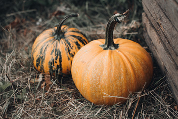 Farmer's market with Halloween pumpkins. Thanksgiving day. Autumn atmosphere. Holiday decoration. 