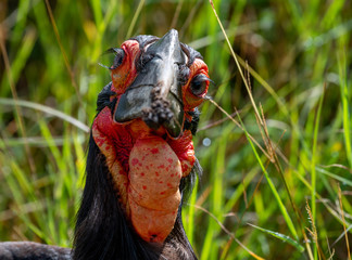 A southern- ground hornbill closeup © JEREMY MACHARIA