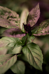 Green and purple basil plant close up. Herb garden. Species growing at home. 