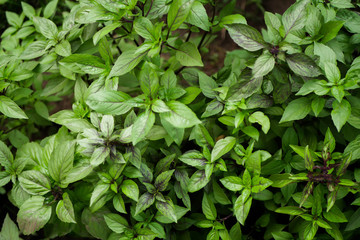 Green basil plants texture. Blooming garden. Species growing at home. 