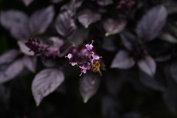 Purple basil plants texture. Honey bee collecting nectar macro. Blooming garden. Species growing...