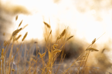 Fototapeta premium Spikes in sun close-up . Ears of golden wheat