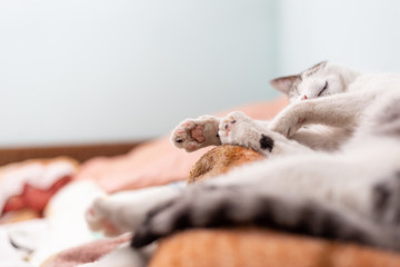 Bottom part of paws of the sleeping cat, low angle view. © Robert Petrovic