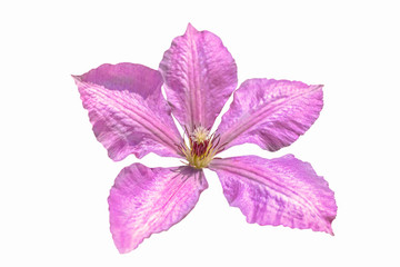 pink clematis flower isolated on white background