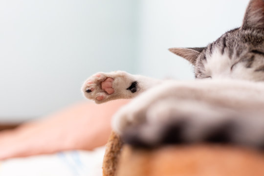 Bottom part of the sleeping cat paw, low angle view