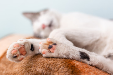 Fototapeta na wymiar Bottom part of sleeping cat paws, low angle view. Cute soft pads.