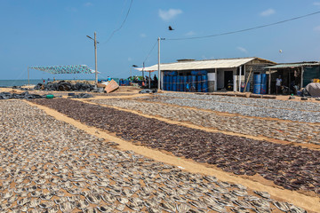 Sri Lanka, Negombo fishmarket