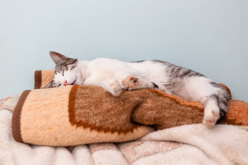 Beautiful domestic cat cozy curled sleeping on pile of blankets in bedroom, low angle view.