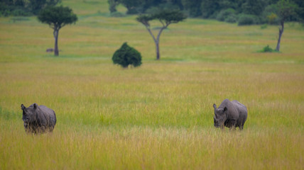 2 female black rhinos enjoying the peace in Maasai Mara, Kenya