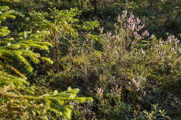 Blooming forest plants among the firs.