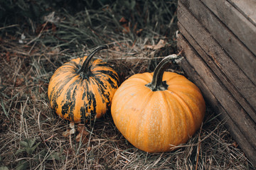 Farmer's market with Halloween pumpkins. Thanksgiving day. Autumn atmosphere. Holiday decoration. 