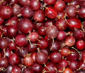 Red gooseberries as a background