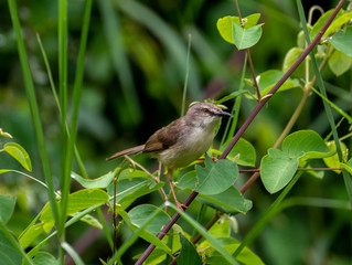 A Twany-flanked Prinia in the bush