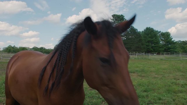 Cute & slightly goofy portrait of adult horse on beautiful farm with snotty nose