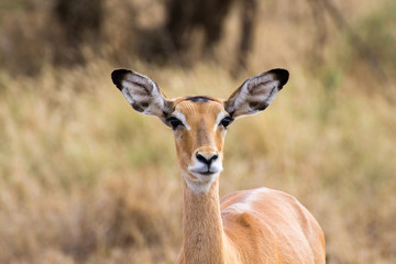 Antelope close up. Serengeti National Park, Tanzania, Africa