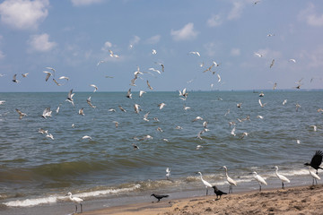 Sri Lanka, Negombo, 