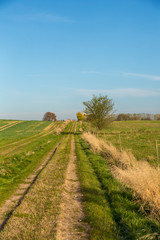 Fototapeta na wymiar Fields And Blue Sky In North Germany