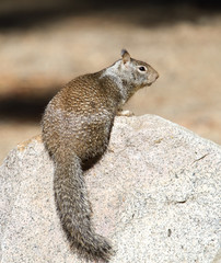 squirrel on a rock
