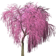 Willow Tree Isolated on white background,3D Tree illustration, high resolution Willow Tree.