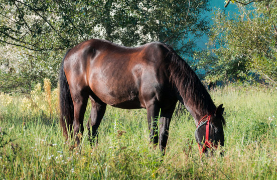 A horse grazes on the green plain. Horse photographed in a rural area.