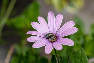 Obraz premium Fliege an Polarstern