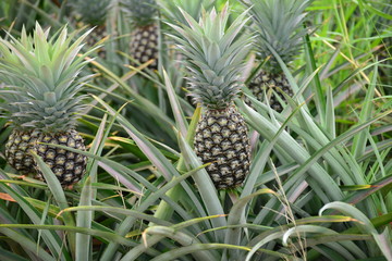 Fresh Pineapple Fruit with leafs in farm

