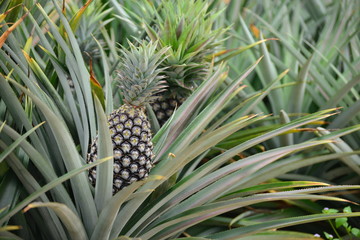Obraz premium Fresh Pineapple Fruit with leafs in farm 