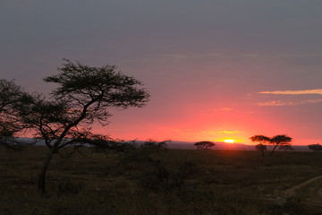 Fototapeta na wymiar Dawn at Serengeti National Park, Tanzania, Africa