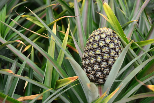 Close up of fresh ripe pineapple. Macro.
