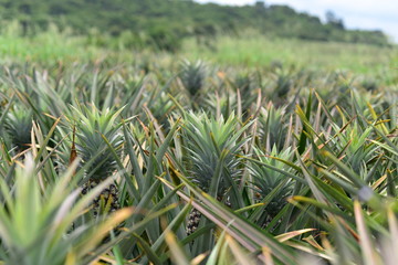 Green pineapple growing on a plot of farmland.
