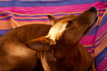 Dog of the Podenco breed, enjoying a light breeze, while being bathed by the sun