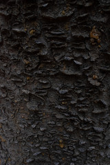 old tree bark