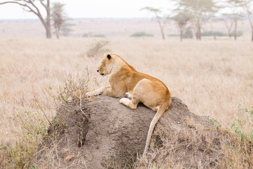 Lioness close up. Serengeti National Park, Tanzania, Africa