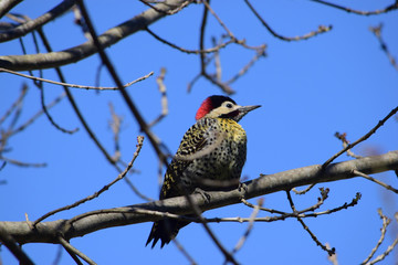 pajaro carpintero con cresta roja 
