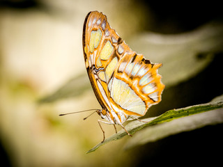 Fototapeta na wymiar Schmetterlinge ganz nah