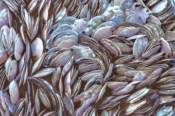 Colorful closeup of numerous discarded seashells piled together along with one lone oak leaf in...