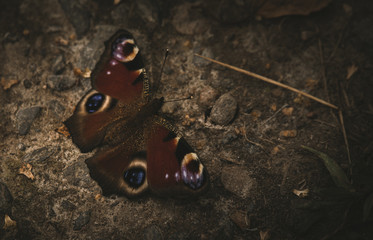 butterfly on the ground