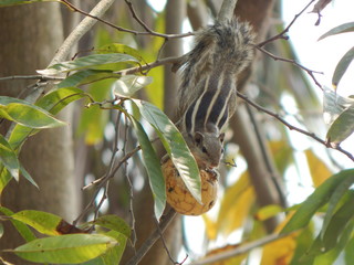 An Indian Squirrel on the  tree and eating fruit.