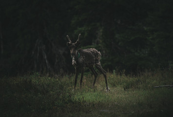 reindeer in the forest