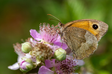 Obraz premium Papillon