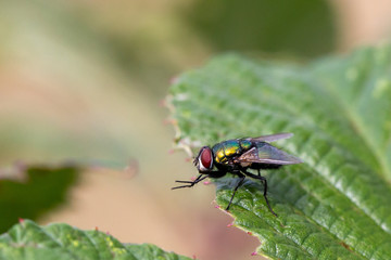 Mouche verte