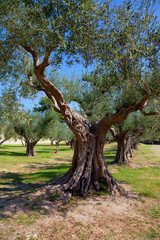 Old olive trees in the park of the castle, Castiglione del Lago in Umbria, Italy.