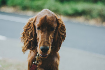 Irish Setter Dog