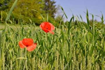 Deux coquelicots fi&egrave;rement rouges dans le bl&eacute; &agrave; Sorges (24420), Dordogne en Nouvelle-Aquitaine, France