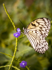 Schmetterlinge ganz nah