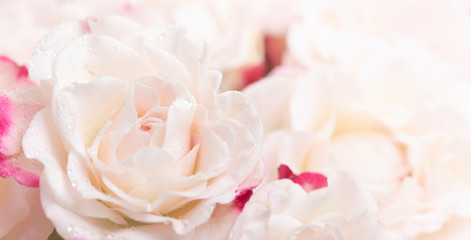Light pink roses background