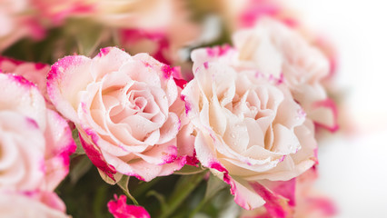 Light pink roses background